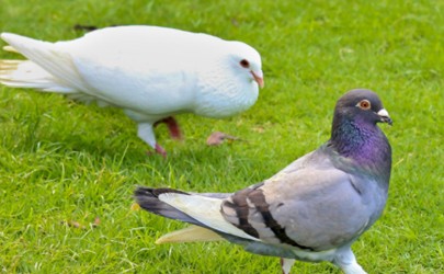 家養鴿子會傳染冠狀病毒嗎 疫情期間能不能吃鴿子